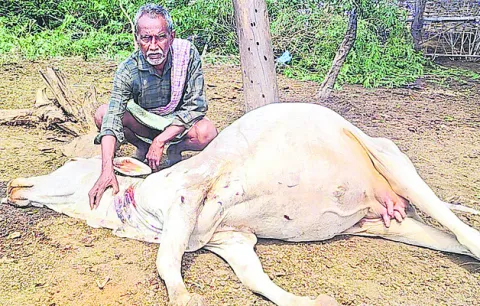 ఆవుల మందపై పెద్ద పులి దాడి 
