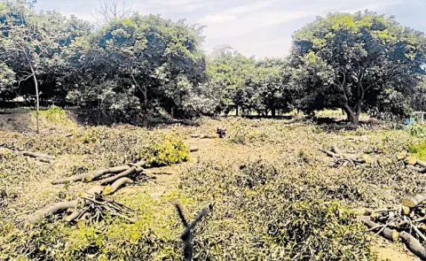 Farmer Destroy Mango Trees: Andhra pradesh9