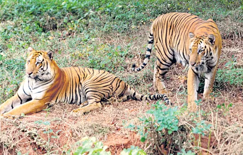 Human movement banned in Nallamala