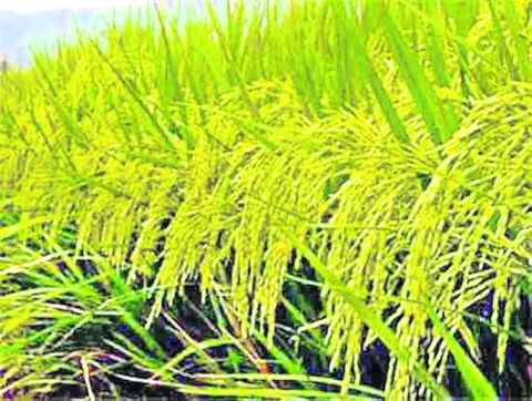 మద్దు