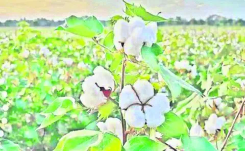పత్తి