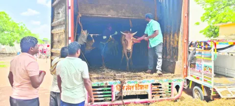 పశువుల కంటైనర్‌ పట్టివేత 