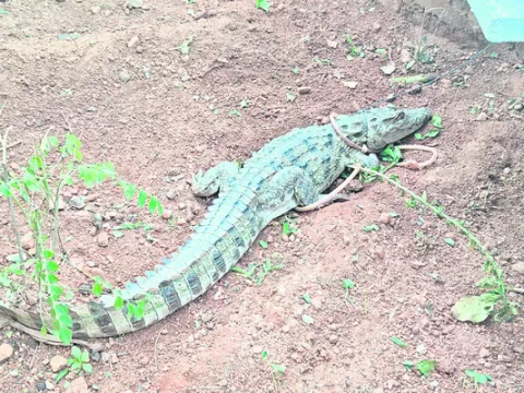 హమాలీ కాలనీలో మొసలి సంచారం 