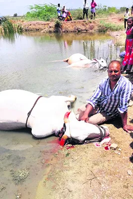 నీటి కుంటలో పడి కాడెద్దులు మృతి