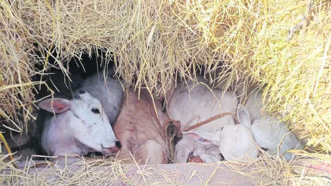 అక్రమంగా తరలిస్తున్న పశువుల పట్టివేత