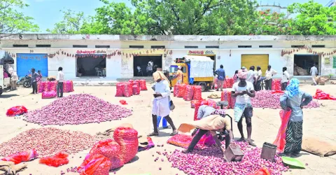 పుంజుకున్న ఉల్లి ధరలు 