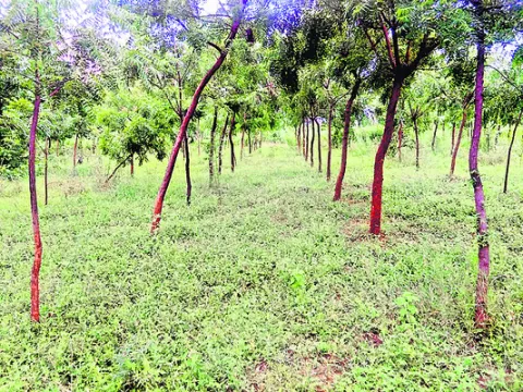 ‘పచ్చ