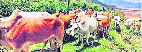 ఆవుల అక్రమ తరలింపునకు చెక్‌ 