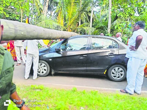 కారుపై కూలిన కొబ్బరి చెట్టు
