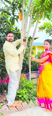 సేంద్రియ కూరగాయల సాగు
