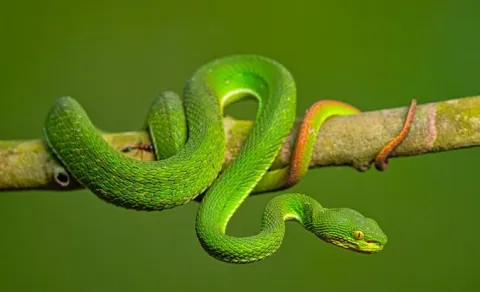  Spot-tailed Pit Viper snake in kakanada