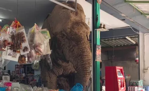 Wild Elephant Stomps into Grocery Store to Cause Chaos and Grabs Snacks