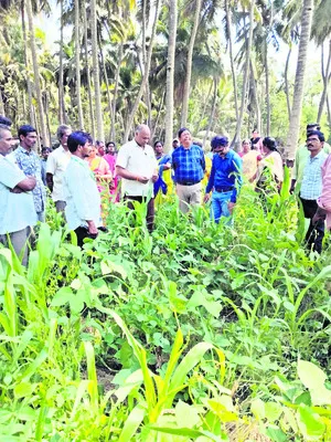 నవధాన్యాల సాగుతో భూసారం పెంపు 