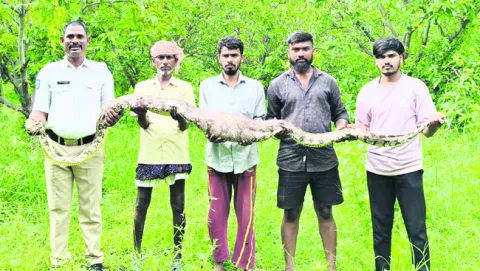 మామిడి తోటలో భారీ కొండచిలువ 
