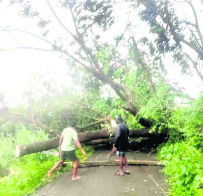 ఈదురు గాలులకు  నేలకొరిగిన చెట్లు 
