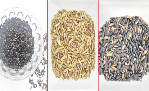Sagubadi: Anti-cancer medicinal properties identified in 3 rice varieties