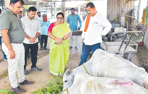 Additional 50 acres for Vemulawada cowshed