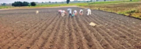 పసుపు సాగులో మెలకువలు 