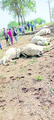 మూగజీ