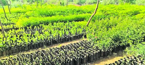 వన మహ