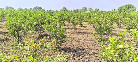 పండ్ల తోటల పెంపకంతో ‘ఉపాధి’