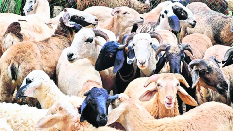 వర్షా