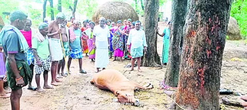 పిడుగ