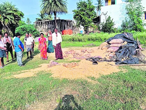 తాలాడలో ఏనుగుల విధ్వంసం 