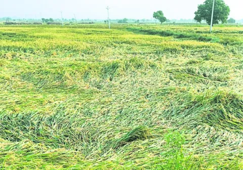 పంట న