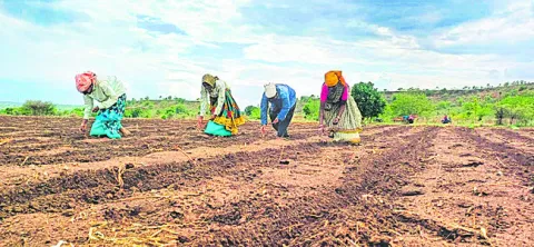 విత్త