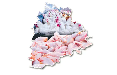 Telangana State ranks 5th in chicken production in the country15