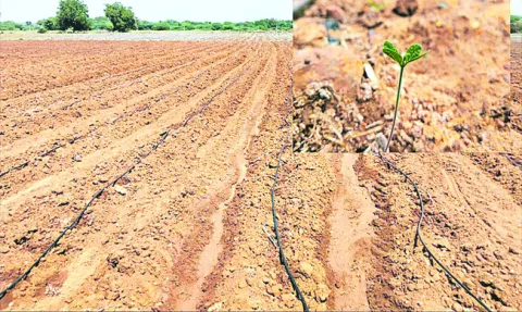 కంది రైతుకు.. కరెంటు రంది 