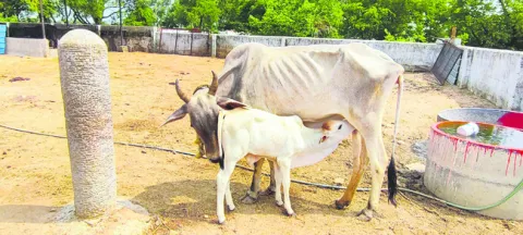 డొక్క
