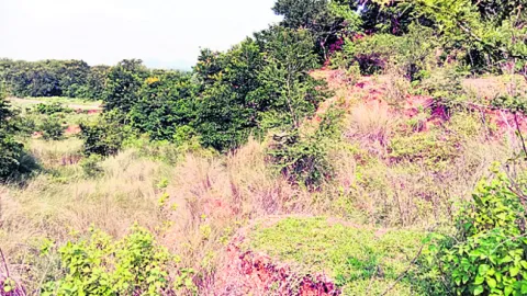 కలగాన