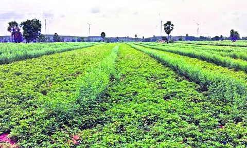 ‘కరూరు’లో కంది! 