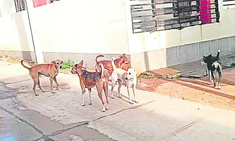 బాబోయ్‌.. భౌభౌలు 