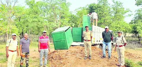 జంగల్