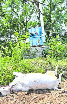 విద్యుదాఘాతంతో  ఎద్దు మృతి   