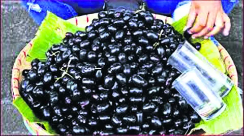 నేరేడు పండ్లు వచ్చేశాయ్‌ 