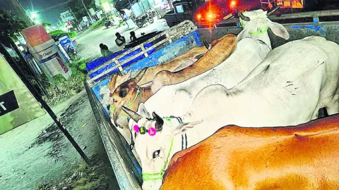 వెల్ఫ