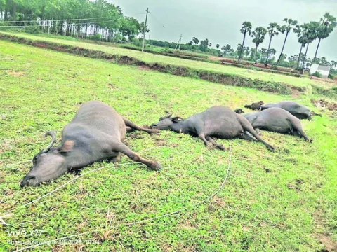 నలుగురు ఆలయ ఉద్యోగుల సస్పెన్షన్‌
