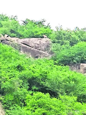 చిరుత సంచారంతో కలకలం! 