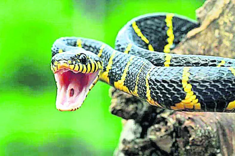 పూరీ 