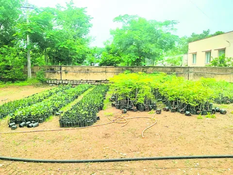‘మొక్క’వోని లక్ష్యం చేరేనా !