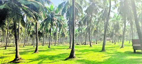 బల్క్‌డ్రగ్‌పార్క్‌కు అదనంగా భూములు 