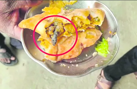 సమోసాలో బల్లి! 
