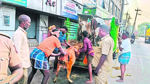 రోడ్డులో సంచరిస్తున్న పశువుల పట్టివేత 