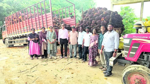 ఆయిల్‌పామ్‌ సాగుతో అధిక లాభాలు