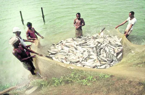 మత్స్