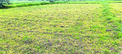 విచ్చలవిడిగా గడ్డిమందు! 